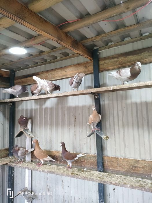 Gołębie ozdobne rzeszowskie wystawowe młode