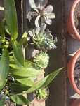 Catos & Suculentas
