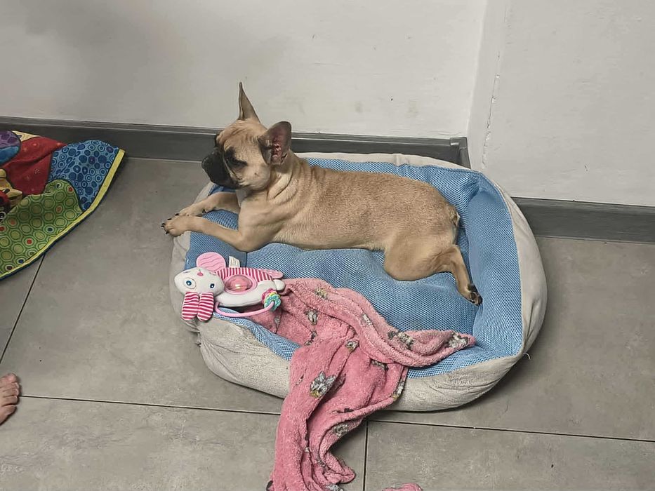 Buldog francuski CUDNA MINI LALECZKA suczka + paszport