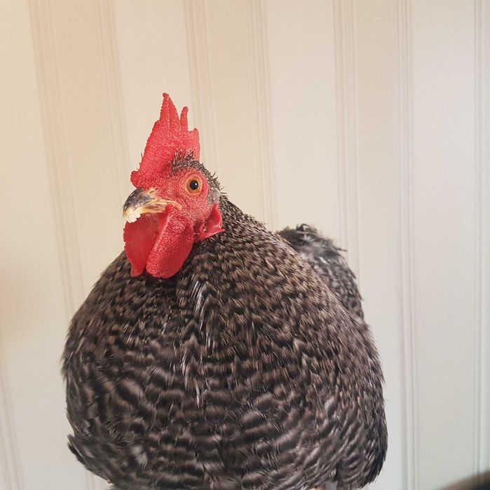 Кохинхины карликовые петухи