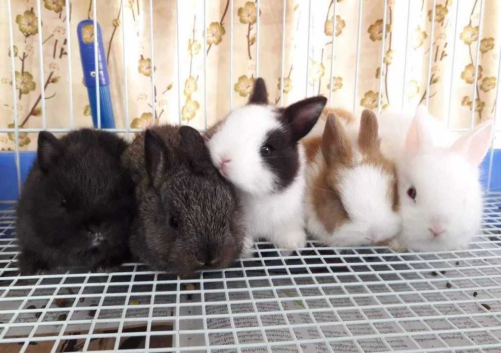 (KIT)Mini coelhos lindíssimos+Gaiola Nova+ alimentação adequada