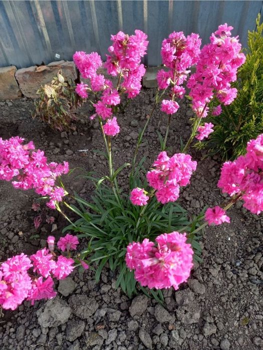 Смолка рожева весняна