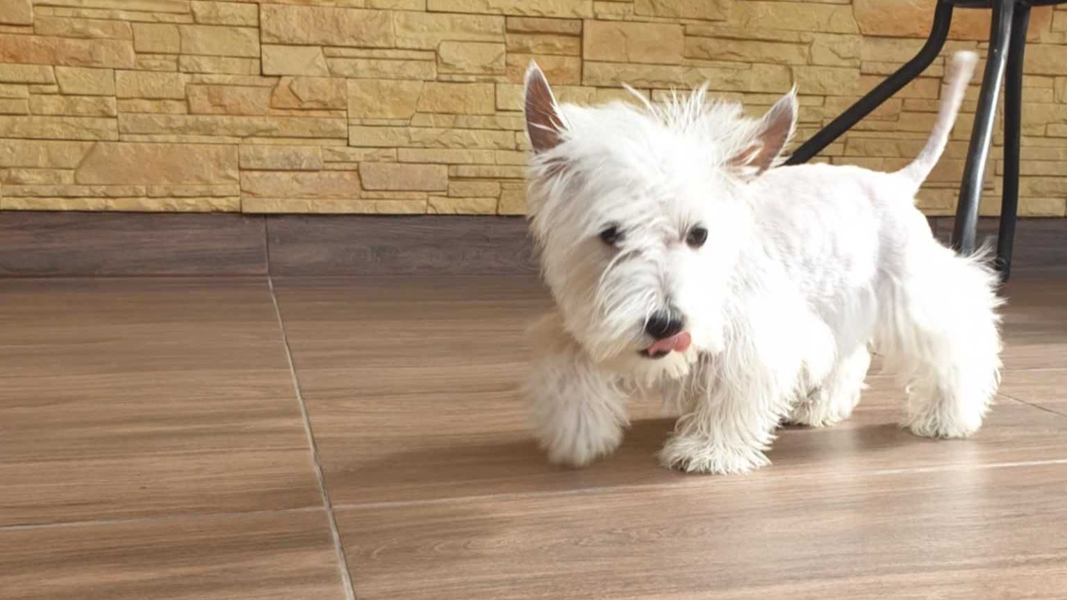 West Highland white terrier. piękny. Super charakter.