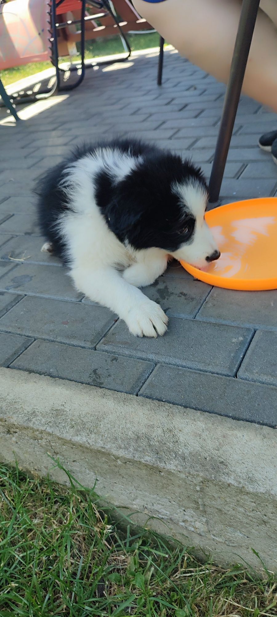 Border Collie szczeniak z rodowodem