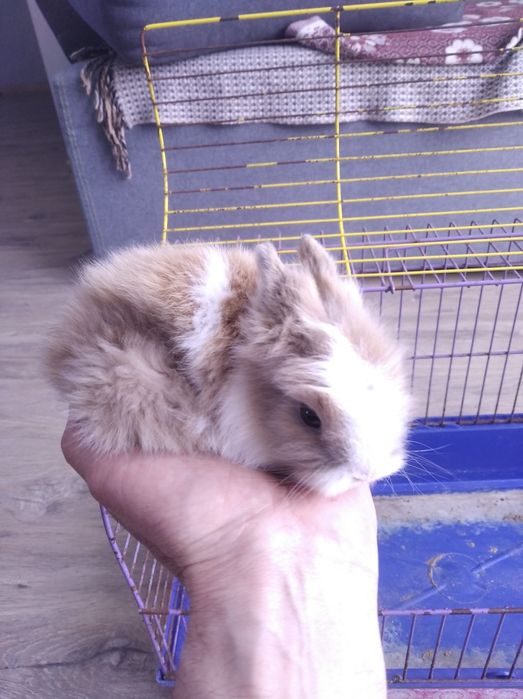 Кролики декоративні