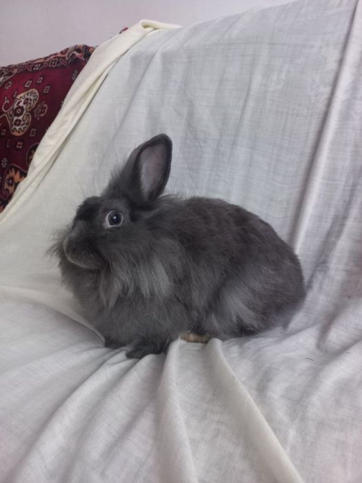 Норвезький кролик, дівчинка