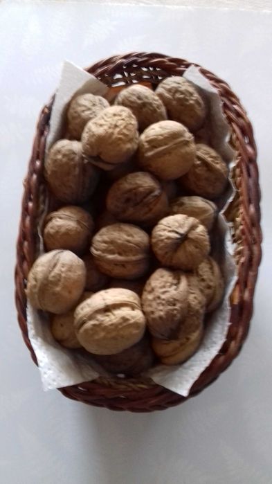 Orzechy włoskie świeże (5 kg), do sprzedania