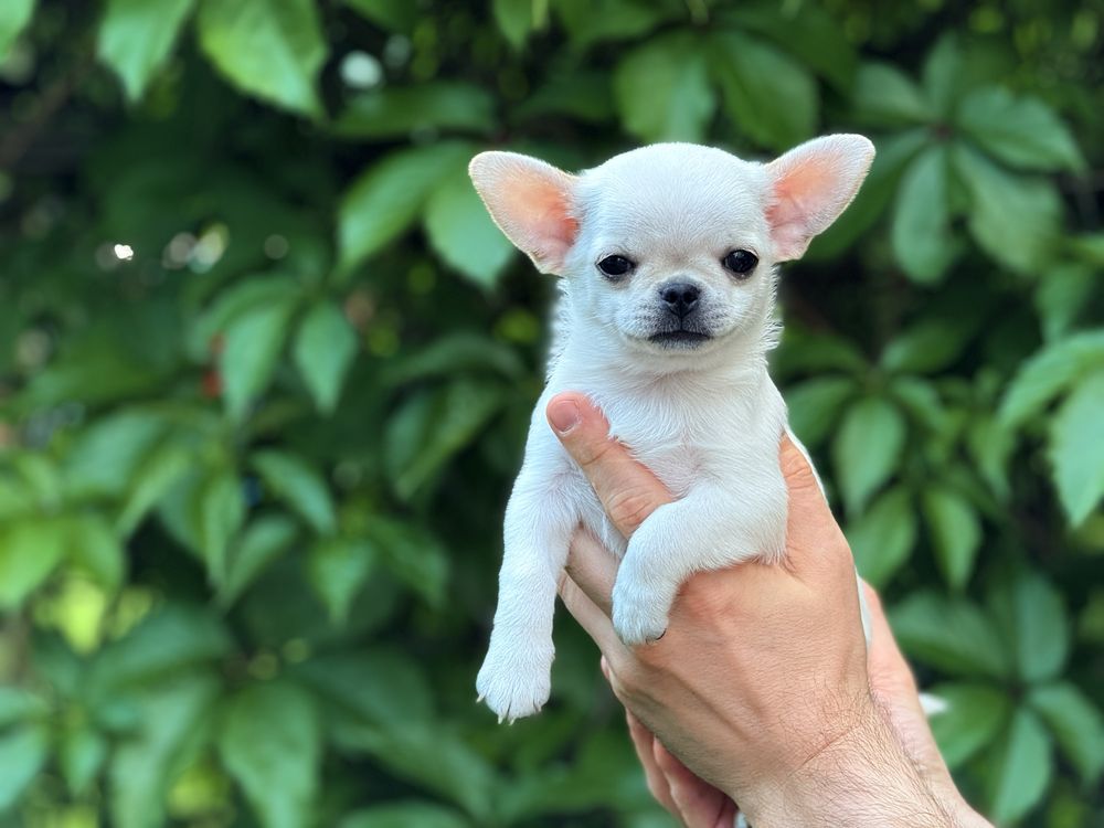 Charlie Piesek Chihuahua - ZKwP FCI