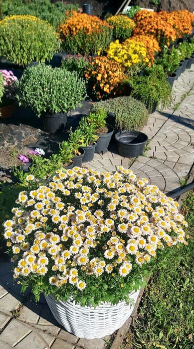 Хризантема мультифлора