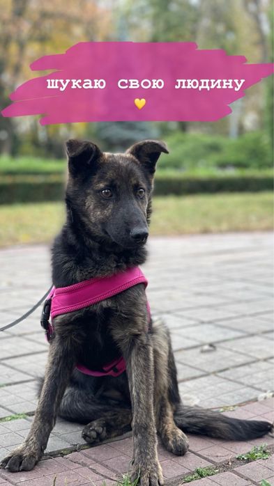 Шукає дім. Маленька та лагідна.