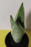 Sansevieria Snow White