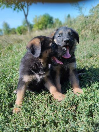 Продам цуценят німецької вівчарки.