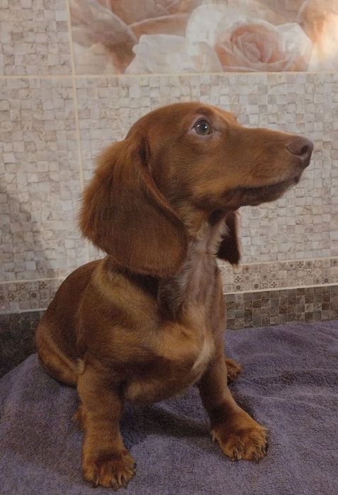 Щенки таксы,с документами клуба