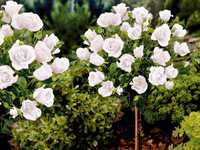 Róża, Róże pienna Ecri, Biskupia, Biała mini - rózne kolory