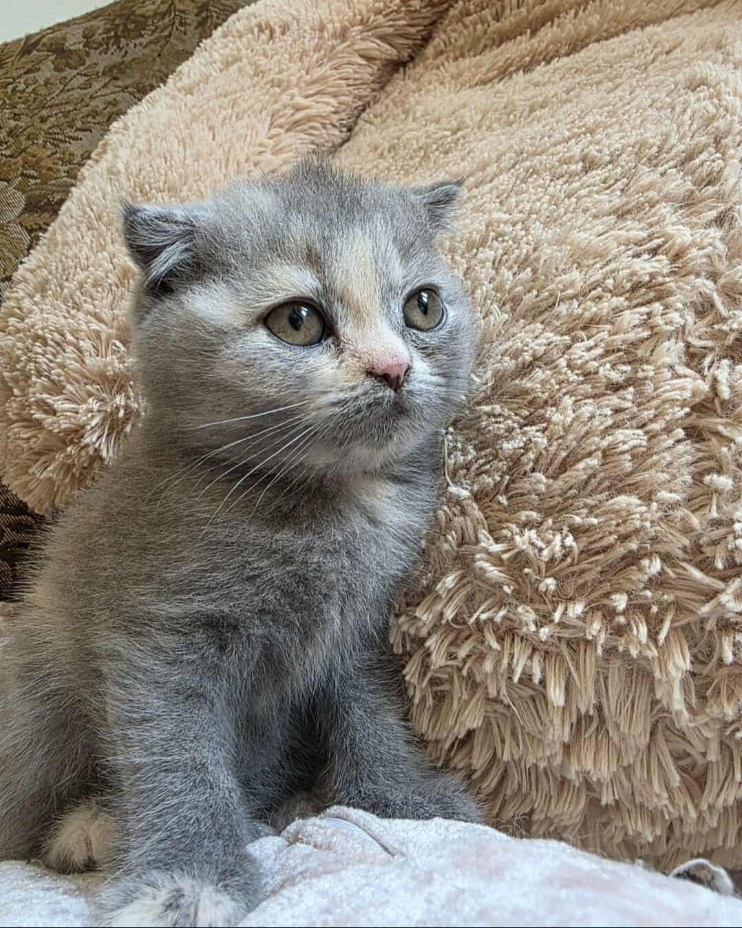 Scottish Fold Fêmea