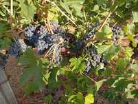 Uvas  tintas e brancas