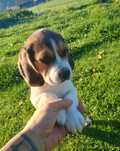 Beagle szczeniak