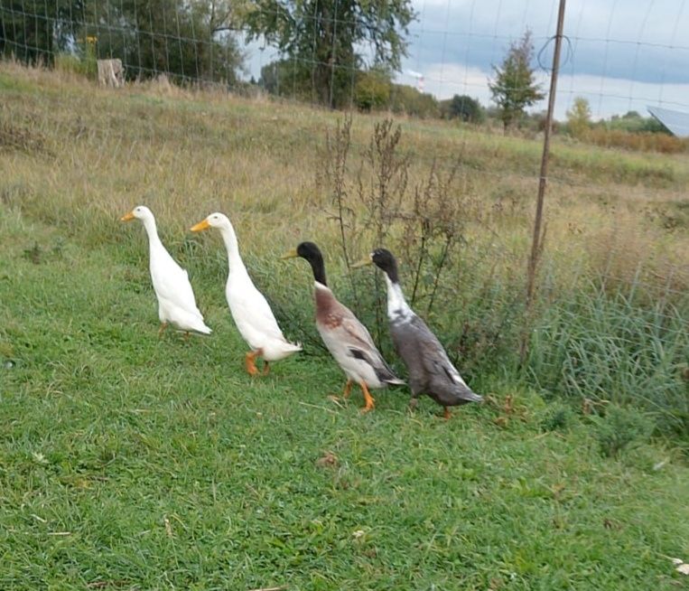 Sprzedam Kaczki bieguski