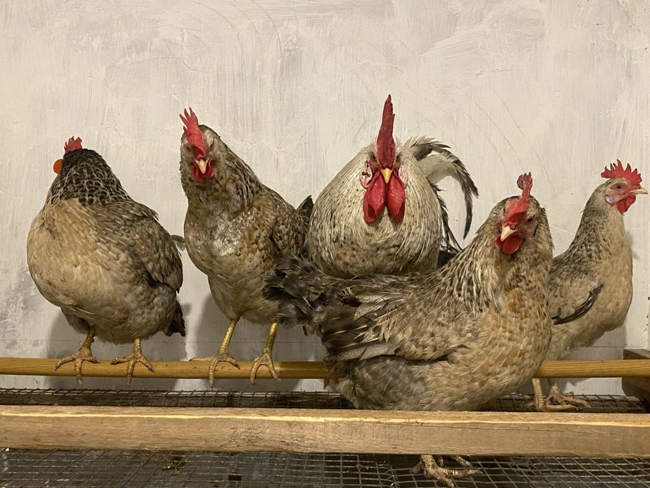 Продаються інкубаційні яйця курей породи Бірківська барвиста