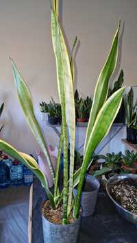 Сансевієрія, санса, хойя, sansevieria