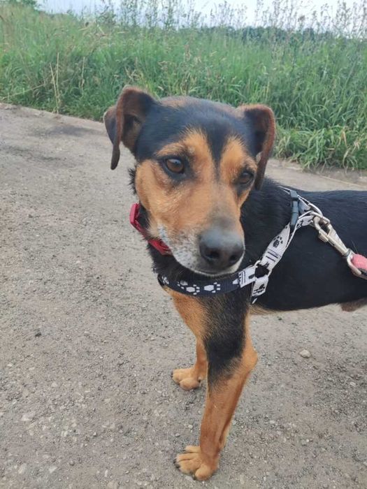 Chip -  niewidoczny, smutny i bezdomny pies - do adopcji