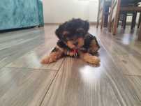 Szczeniak Yorkshire terrier z RODOWODEM