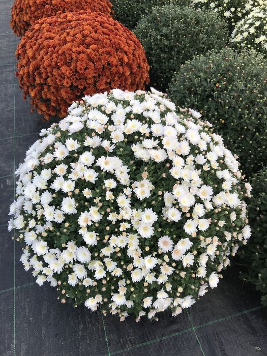 Chryzantemy chryzantemy