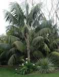 Palmeira Howea fosteriana