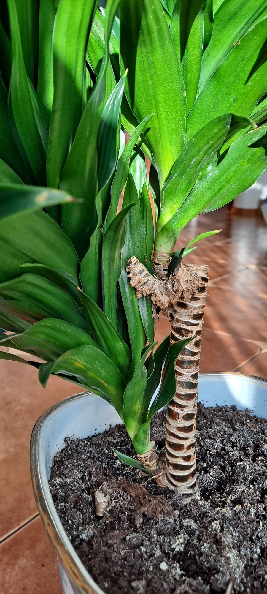 Dracena wonna - fragrans - compacta