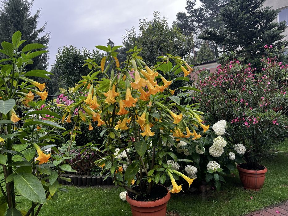 Datura (bieluń).