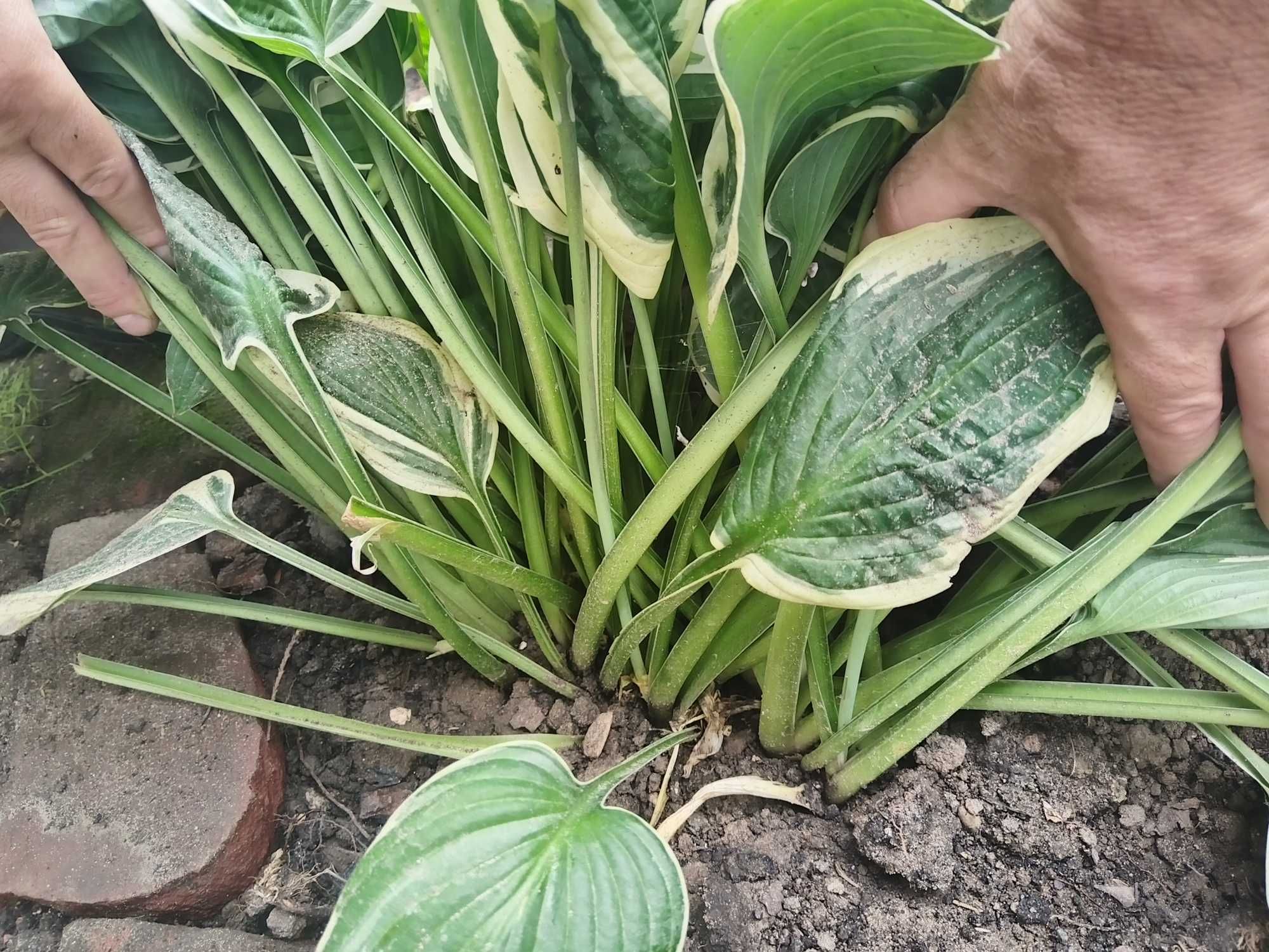 Hosta funkia duża karpa