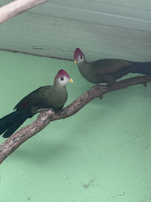 Vendo casal de TURACO CRISTAL