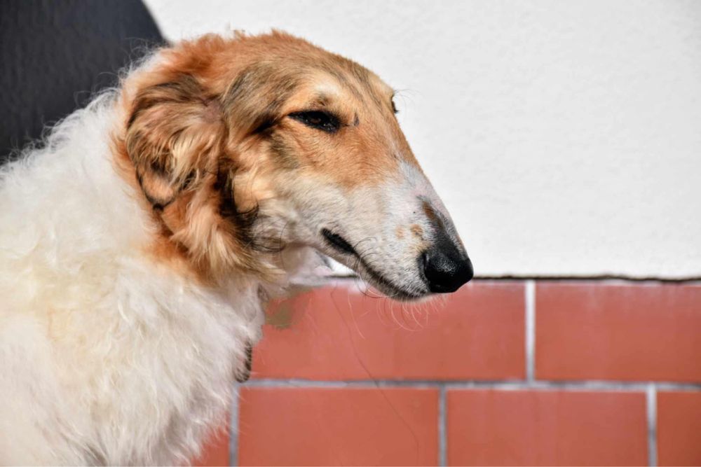 Borzoi Chart rosyjski