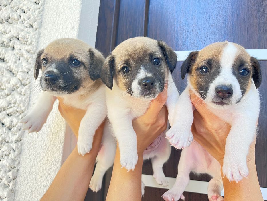 Цуценята Джек Рассел