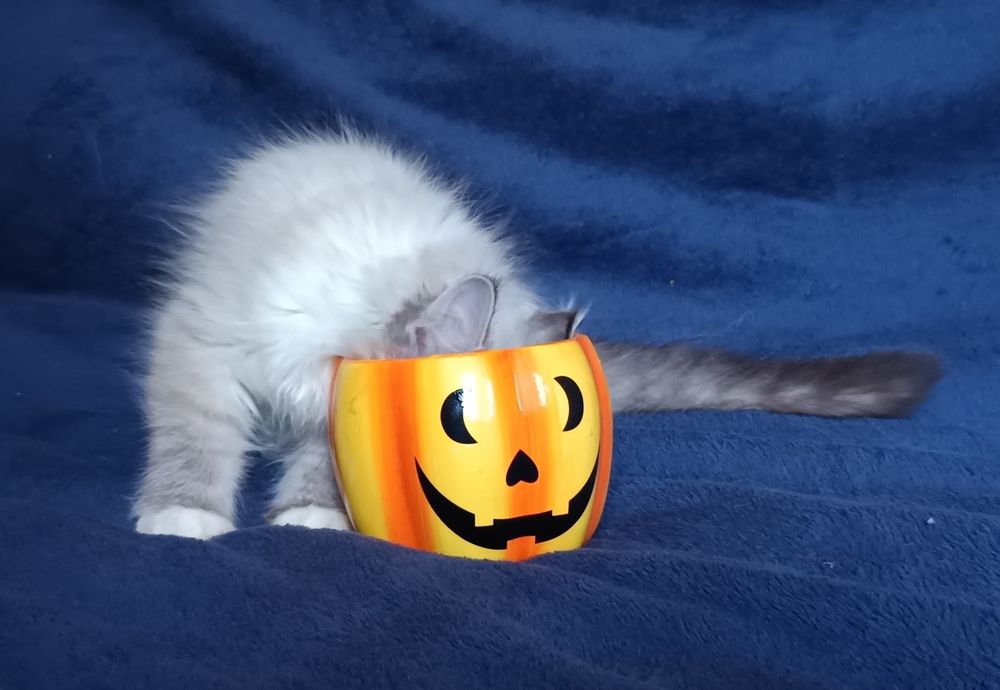 Koty Syberyjskie Neva Masquerade - LORD  ZKolakowegoDomu*PL