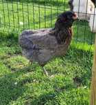 Kurka Araukana araucana bezogoniasta