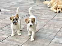 Jack russell terrier FCI ZKWP suczka