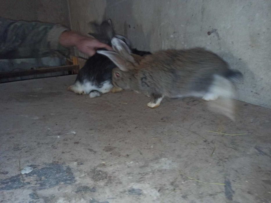 Кроленята (мікс)