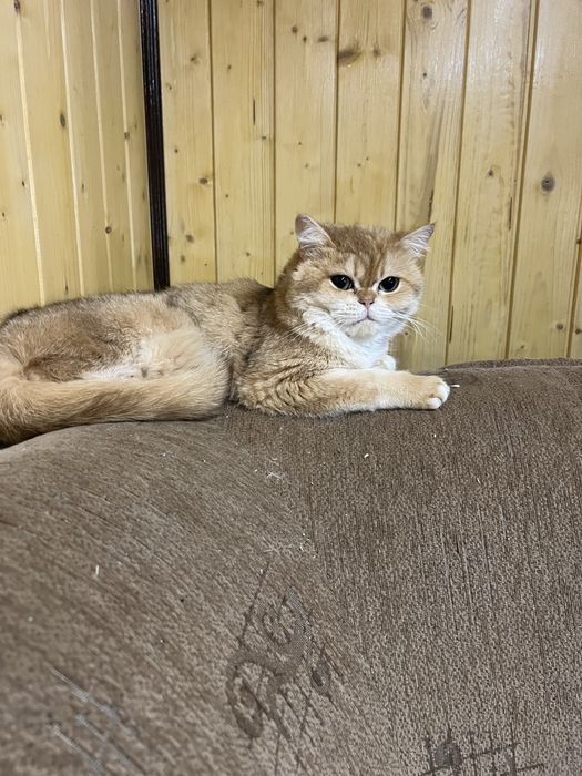 Британська кішка, безкоштовно