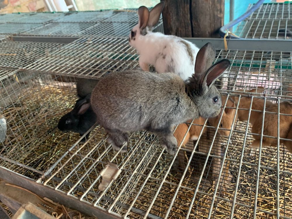 Coelhos macho e femea