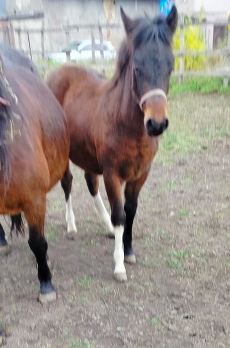 Źrebak koń Ogier Rasowy Hucuł rasa huculska