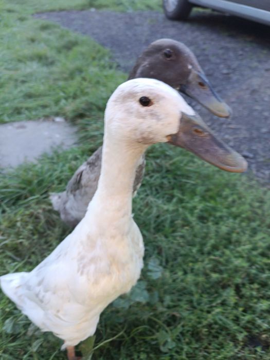 Zamienię białą kaczkę biegusa indyjskiego