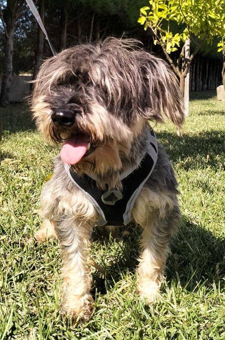 Sal- cão de porte pequeno para adoção