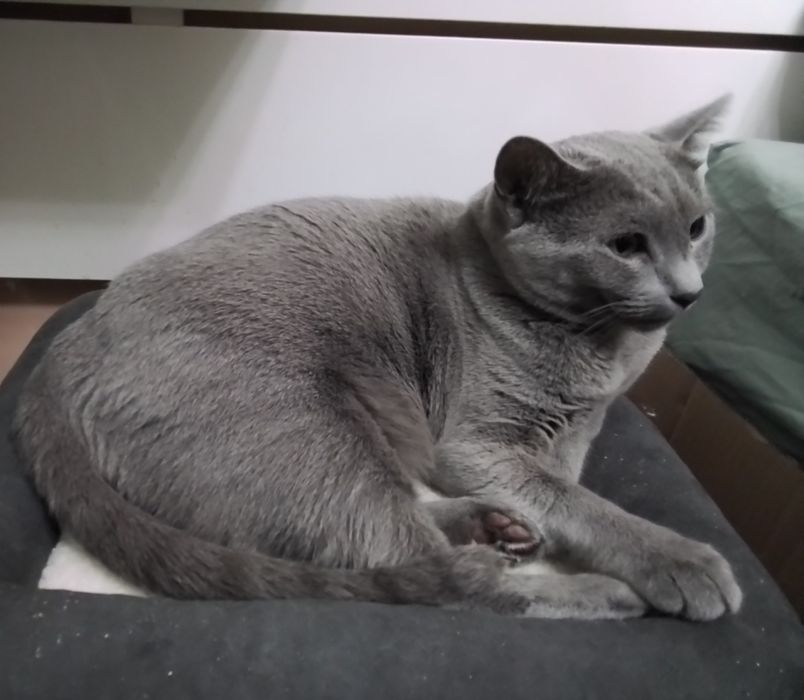 Pięcioletnia kotka rosyjska niebieska rodowód FPL/FIFe