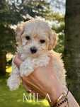 Maltipoo F2 sunia