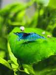 Camarões Neocaridina Blue Dream