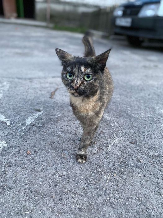 Чарівна стерилізована киця Черепашка