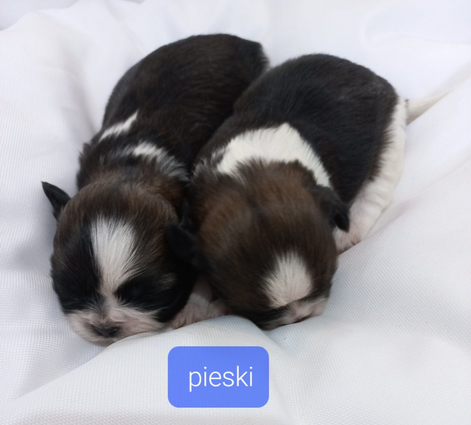Shih tzu, piesek, szczeniak