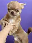 Reproductor chihuahua
