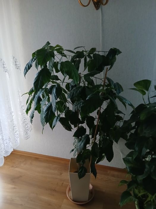 Duża Róża chińska